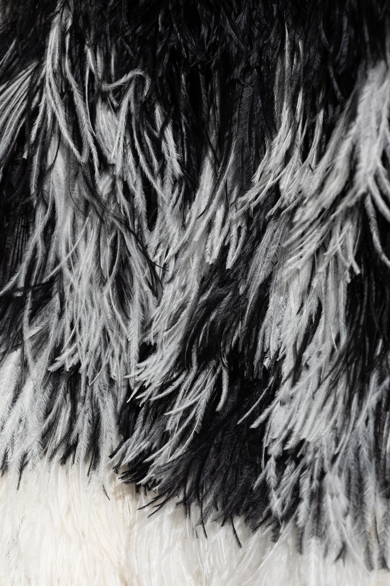 Dsquared2 Feather-trimmed Jacket In Black
