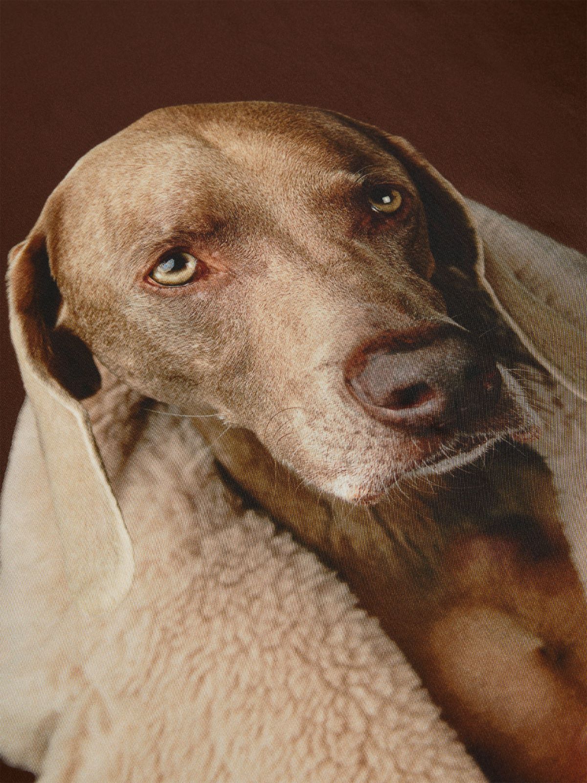 Max Mara Carreteddydog Silk Scarf In Nude